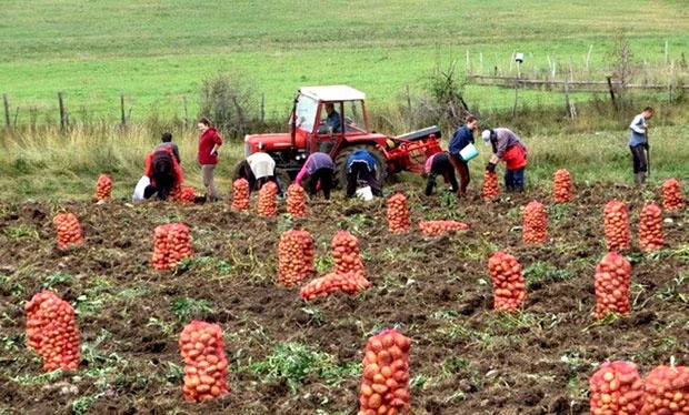 IVANjIČKI KROMPIR ODAVNO NIJE "IVANjIČKI"
